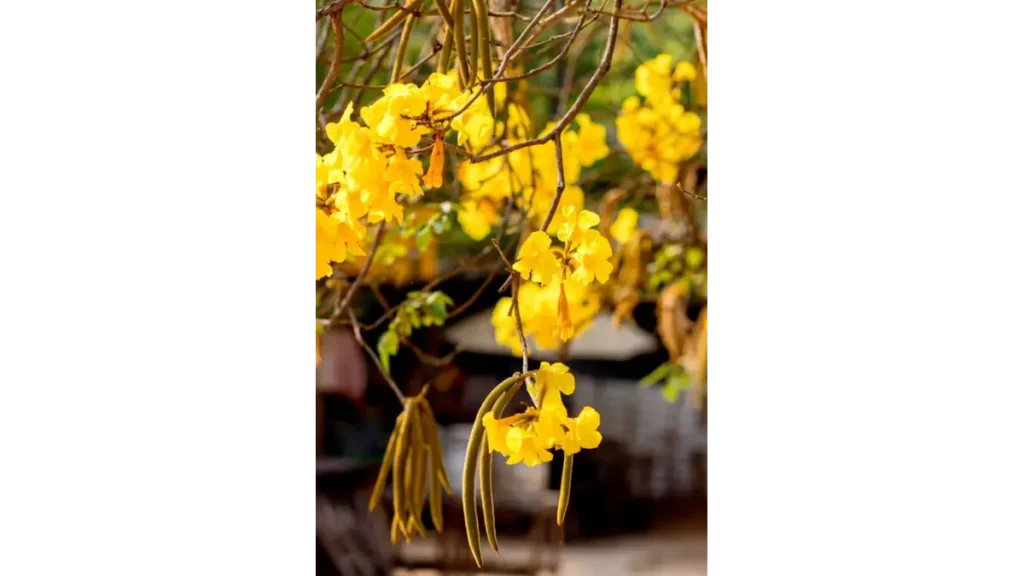 Amaltas Cassia fistula tree with mature medicinal pods and yellow flowers