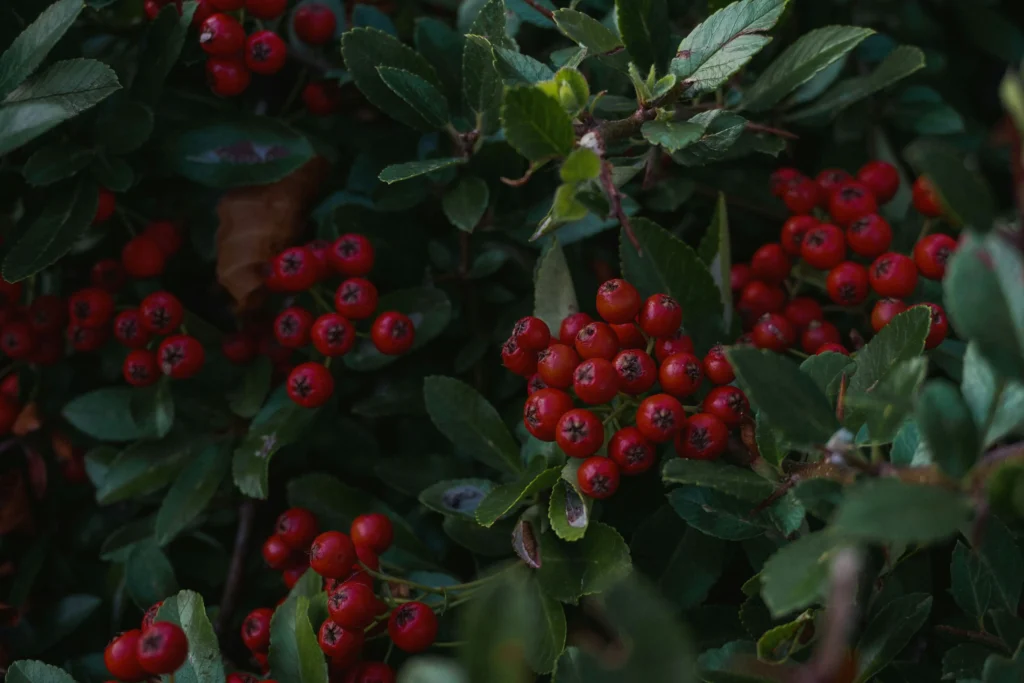 Karonda Fruit Benefits: The Tangy Fruit You Should Know About Fresh karonda fruit Carissa carandas with green leaves